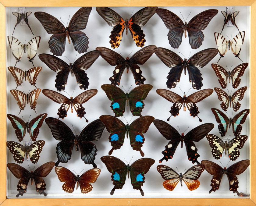 HYPOLIMNAS, TROGONOPTERA, ATTALACUS et divers D'Asie : Hypolimnas - Idea - Papilio, Trogonoptera, Attacus atlas, fulgore, divers Pap...