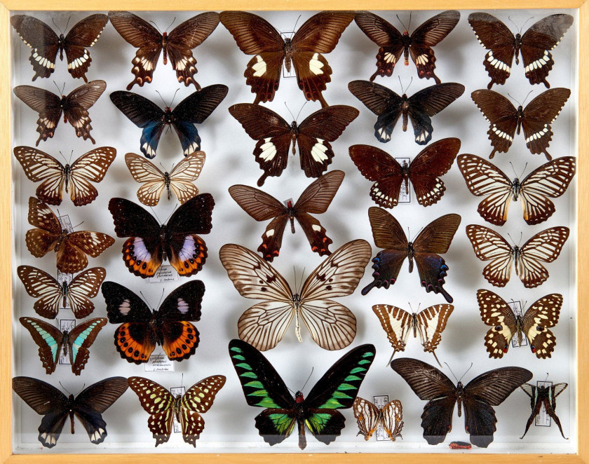 HYPOLIMNAS, TROGONOPTERA, ATTALACUS et divers D'Asie : Hypolimnas - Idea - Papilio, Trogonoptera, Attacus atlas, fulgore, divers Pap...