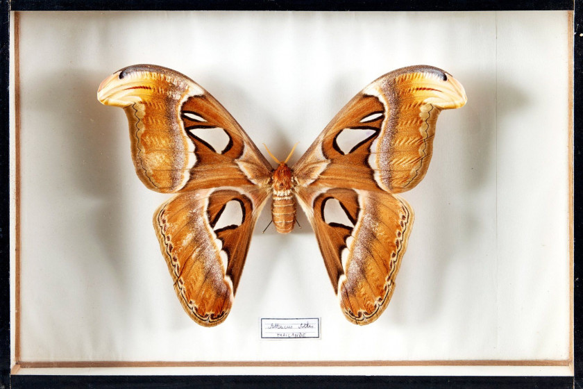 HYPOLIMNAS, TROGONOPTERA, ATTALACUS et divers D'Asie : Hypolimnas - Idea - Papilio, Trogonoptera, Attacus atlas, fulgore, divers Pap...