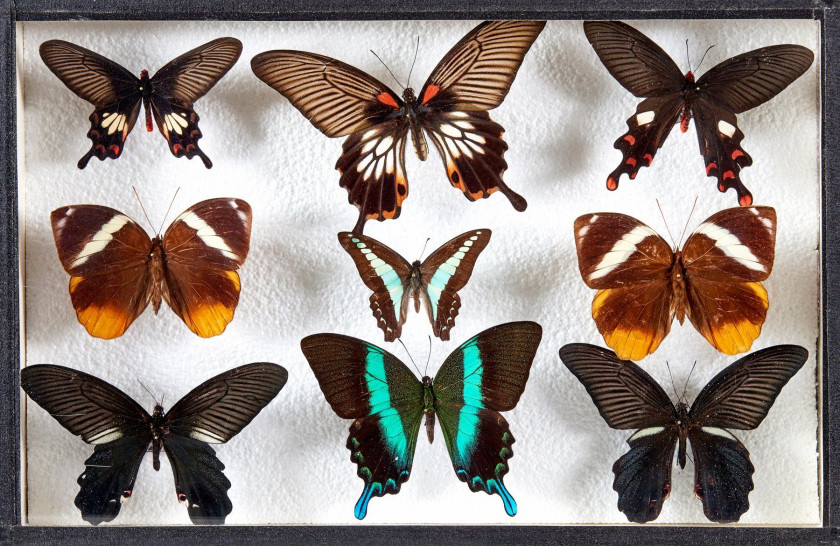 CHARAXES et divers d'Afrique : 13 Charaxes. Certains spécimens provenant de l'ancienne collection Bricoux. Dans quatre boîtes.