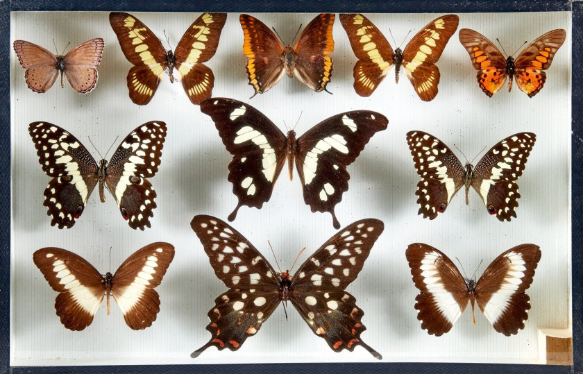 CHARAXES et divers d'Afrique : 13 Charaxes. Certains spécimens provenant de l'ancienne collection Bricoux. Dans quatre boîtes.