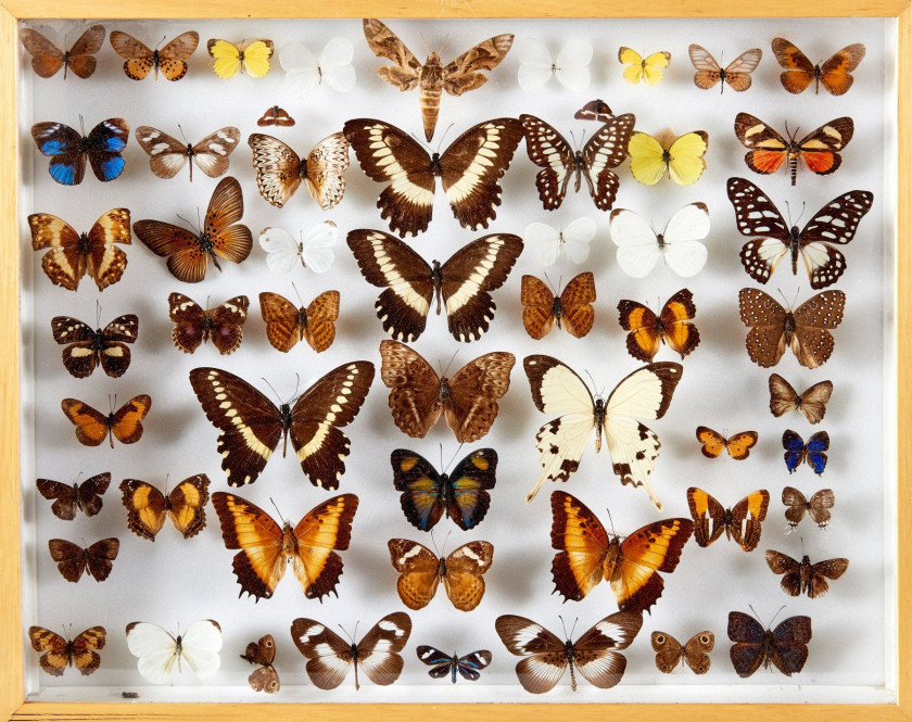 CHARAXES et divers d'Afrique : 13 Charaxes. Certains spécimens provenant de l'ancienne collection Bricoux. Dans quatre boîtes.