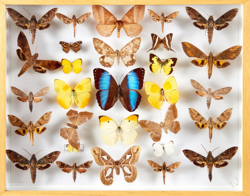 149 + 150 PAPILIONIDAE et timbres sur le thème des papillons d'Afrique et autres : Euphaedra gausape - eleus, Eustera brachyura, Labobu
