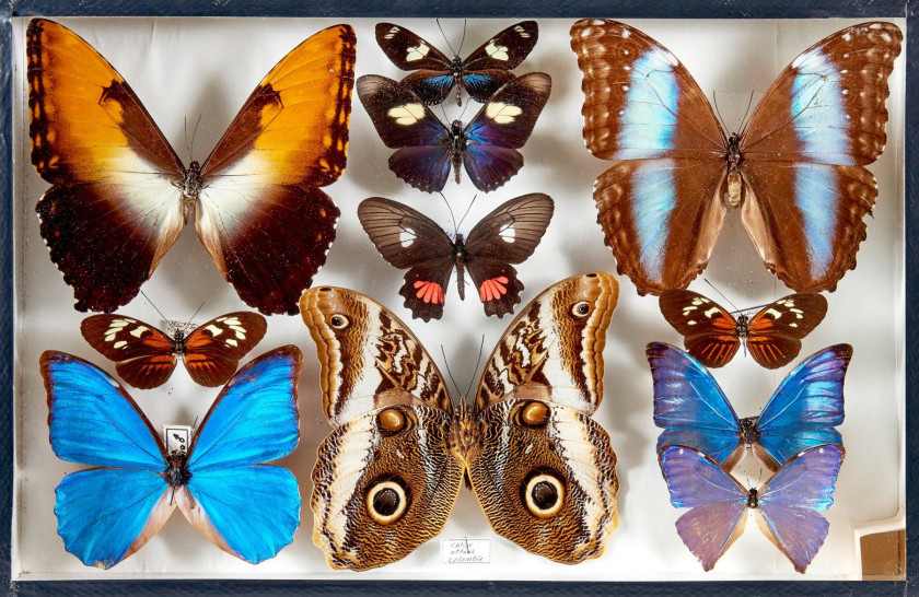 153 + 154 PAPILONIDAE, HELICONIIDAE, MORPHO et divers d'Amérique : Papilionidae divers dont Thoas, Agesilaus, Molops, Telesilaus, Polyd