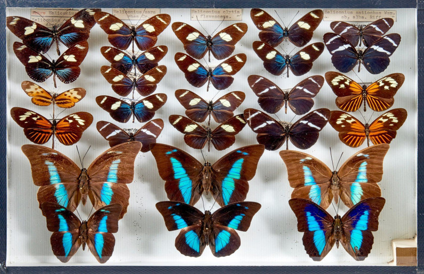 153 + 154 PAPILONIDAE, HELICONIIDAE, MORPHO et divers d'Amérique : Papilionidae divers dont Thoas, Agesilaus, Molops, Telesilaus, Polyd