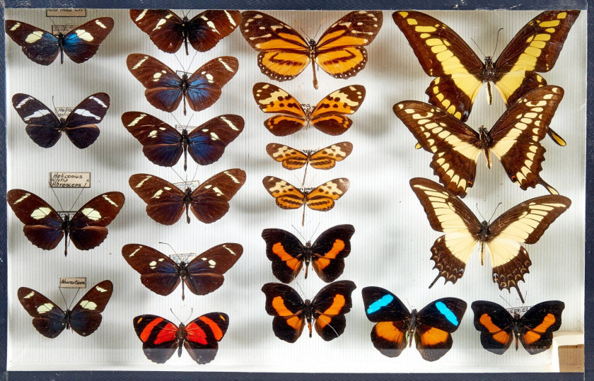 157 + 158 CALIGO, MORPHO et divers d'Amérique : 11 Caligo atreus et Morpho spp., Morpho achille, Deidamia, 2 Prepona sp., 1 Morpho hele