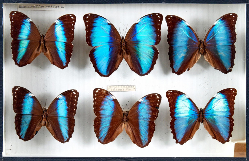 157 + 158 CALIGO, MORPHO et divers d'Amérique : 11 Caligo atreus et Morpho spp., Morpho achille, Deidamia, 2 Prepona sp., 1 Morpho hele