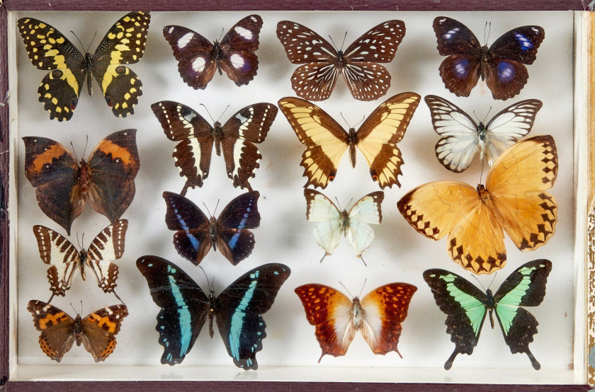 PAPILIONIDAE d'Afrique, Asie et autres : Papilio ulysses, A selene, O. poseidon. Dans cinq boîtes.