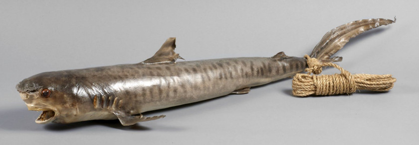 REQUIN TIGRE taxidermisé en entier, une cordelette de plusieurs mètres nouée à la queue. Long.: 119 cm. Galeocerdo cuvier