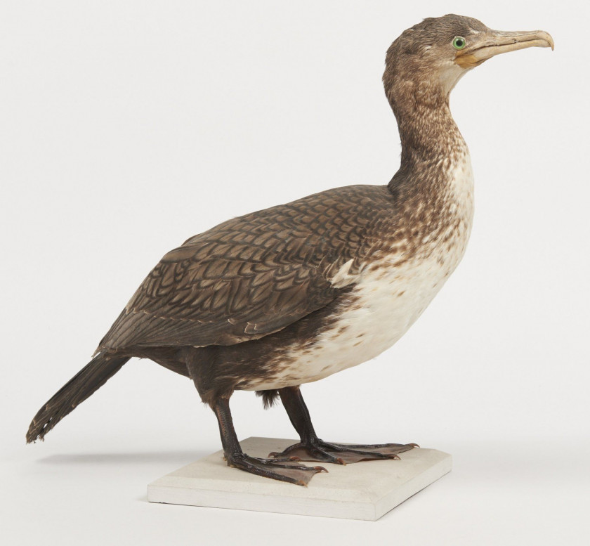 GRAND CORMORAN. 1903. Phalacrocorax carbo. Provenance : Château du Vaugroult, ancienne collection Raoul Le Dart, spécimen antérieu...