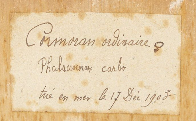 GRAND CORMORAN. 1903. Phalacrocorax carbo. Provenance : Château du Vaugroult, ancienne collection Raoul Le Dart, spécimen antérieu...