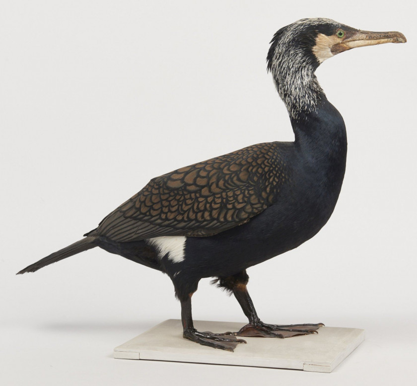 119 + 120 GRAND CORMORAN. Phalacrocorax carbo. Provenance : Château du Vaugroult, ancienne collection Raoul Le Dart, spécimen antérieur