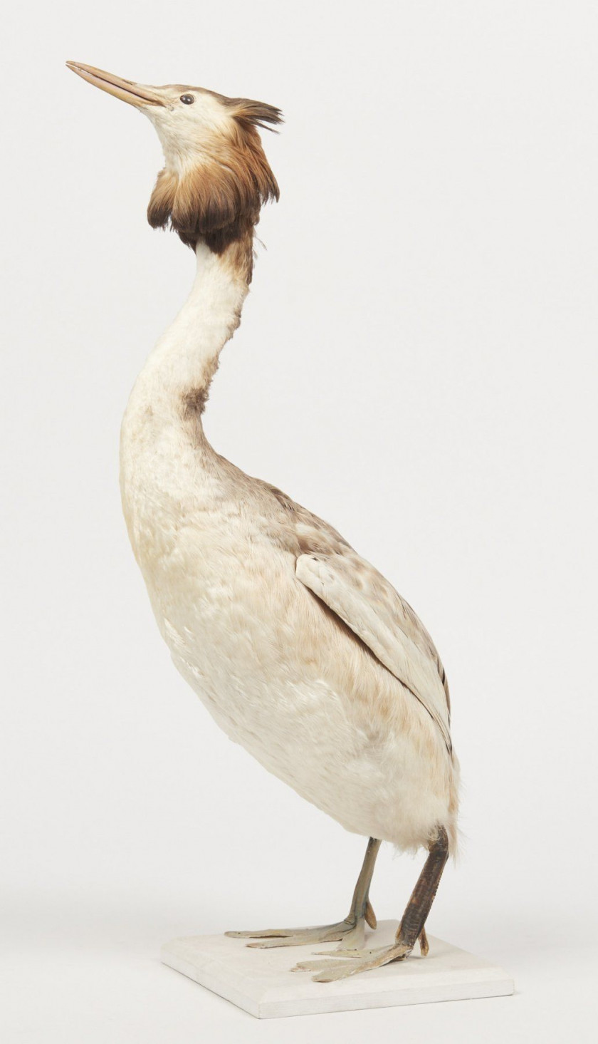 GREBE HUPPE. Podiceps cristatus. Provenance : Château du Vaugroult, ancienne collection Raoul Le Dart, spécimen antérieur à 1947.