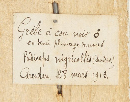 GREBE A COU NOIR, GREBE JOUGRIS. 1913, 1895. Podiceps nigricollis, Podiceps grisegena. Deux spécimens. Provenance : Château du Vau...