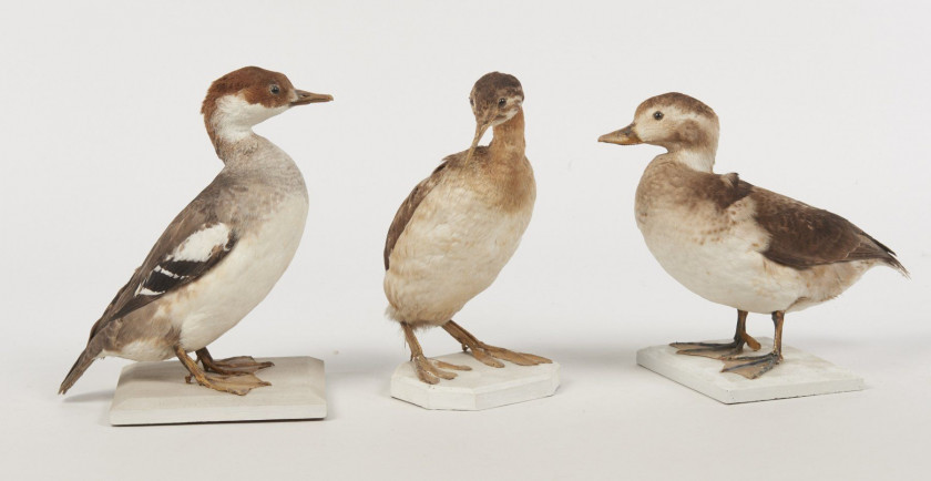 123 + 124 HARLE PIETTE, HARELDE DE MIQUELON, GREBE JOUGRIS. 1903, 1919. Mergellus albellus, Clangula hyemalis, Podiceps grisegena. Troi