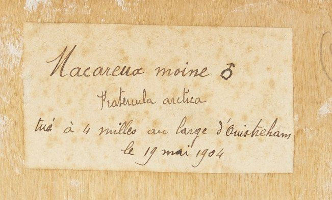 MACAREUX MOINE. 1904. Fratercula arctica. Deux spécimens (amoureux). Provenance : Château du Vaugroult, ancienne collection Raoul...