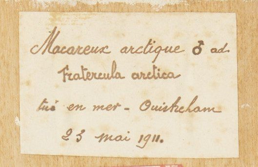 MACAREUX MOINE, MERGULE NAIN. 1911, 1903. Fratercula arctica, Alle alle. Deux spécimens. Provenance : Château du Vaugroult, ancien...