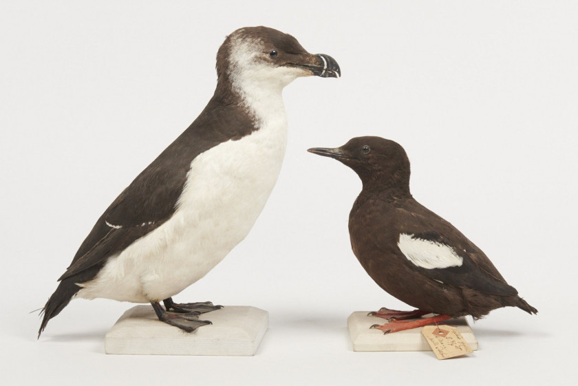 PINGOUIN TORDA, GUILLEMOT A MIROIR. 1903, 1902. Alca torda, Cepphus grylle. Deux spécimens. Provenance : Château du Vaugroult, anc...