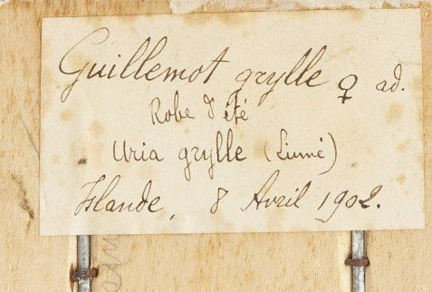 PINGOUIN TORDA, GUILLEMOT A MIROIR. 1903, 1902. Alca torda, Cepphus grylle. Deux spécimens. Provenance : Château du Vaugroult, anc...