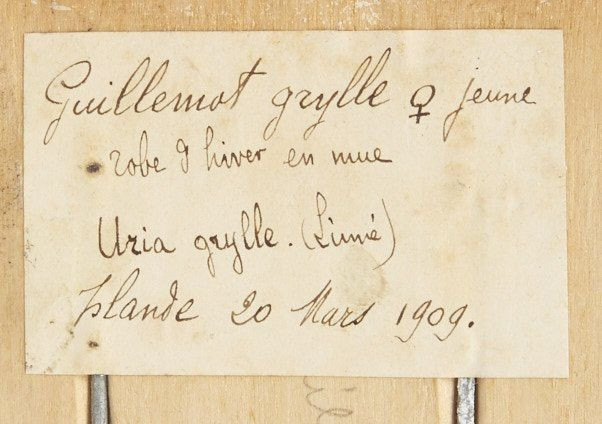 PINGOUIN TORDA, GUILLEMOT A MIROIR. 1903, 1909. Alca torda, Cepphus grylle. Deux spécimens. Provenance : Château du Vaugroult, anc...