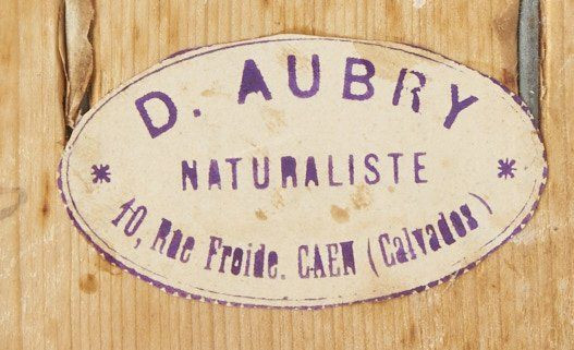 PINGOUIN TORDA, GUILLEMOT A MIROIR. 1903, 1909. Alca torda, Cepphus grylle. Deux spécimens. Provenance : Château du Vaugroult, anc...