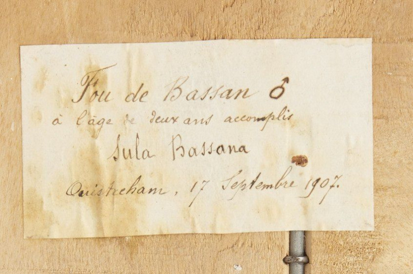 FOU DE BASSAN. 1907. Morus bassanus (subadulte). Provenance : Château du Vaugroult, ancienne collection Raoul Le Dart, spécimen an...