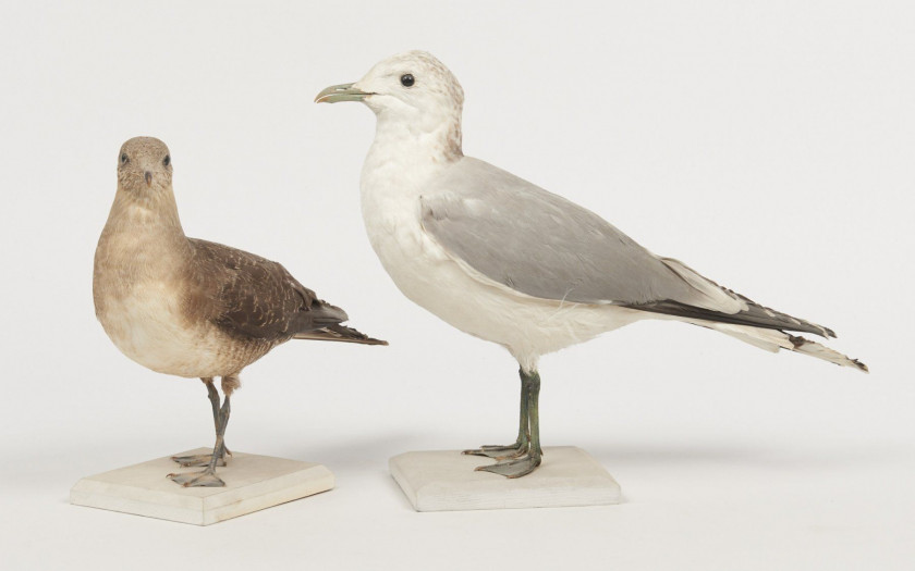 LABBE A LONGUE QUEUE, GOELAND CENDRE. 1910. Stercorarius longicaudus, Larus canus. Deux spécimens. Provenance : Château du Vaugrou...