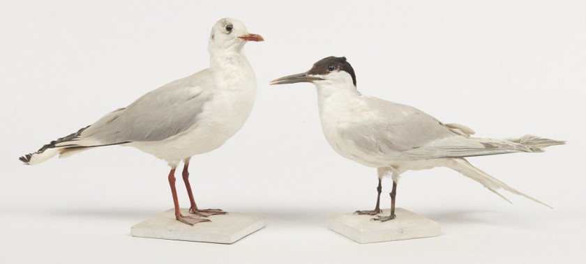 MOUETTE RIEUSE, STERNE GAUGEK. 1903. Larus ridibundus, Sterna sandvicensis. Deux spécimens. Provenance : Château du Vaugroult, anc...