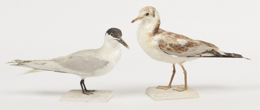 MOUETTE RIEUSE, STERNE GAUGEK. 1910, 1904. Larus ridibundus,  Sterna sandvicensis. Deux spécimens. Provenance : Château du Vaugrou...