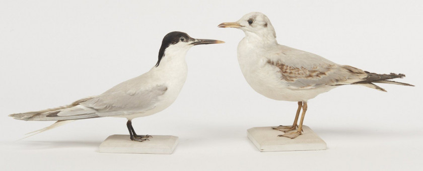 MOUETTE RIEUSE, STERNE GAUGEK. 1903, 1904. Larus ridibundus,  Sterna sandvicensis. Deux spécimens. Provenance : Château du Vaugrou...