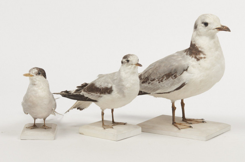 STERNE ARCTIQUE, MOUETTE PYGMEE, MOUETTE TRIDACTYLE. 1904, 1907. Sterna paradisaea, Larus minutus, Rissa tridactyla. Trois spécimens...