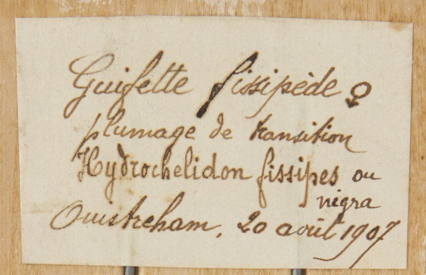 GUIFETTE NOIRE, GUIFETTE MOUSTAC, STERNE HANSEL, STERNE NAINE. 1864, 1903, 1907, 1906. Chlidonias niger, Chlidonias hybrida, Geloche...
