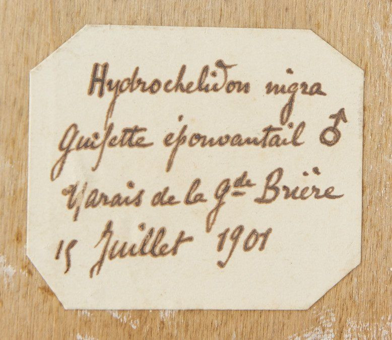 GUIFETTE NOIRE (x 2), STERNE HANSEL, STERNE NAINE. 1907, 1908, 1901. Chlidonias niger (x 2), Gelochelidon nilotica, Sterna albifrons...