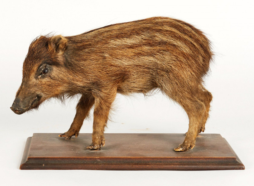 CHARMANT MARCASSIN taxidermisé en entier. Sur un socle rectangulaire en bois. Sus scrofa