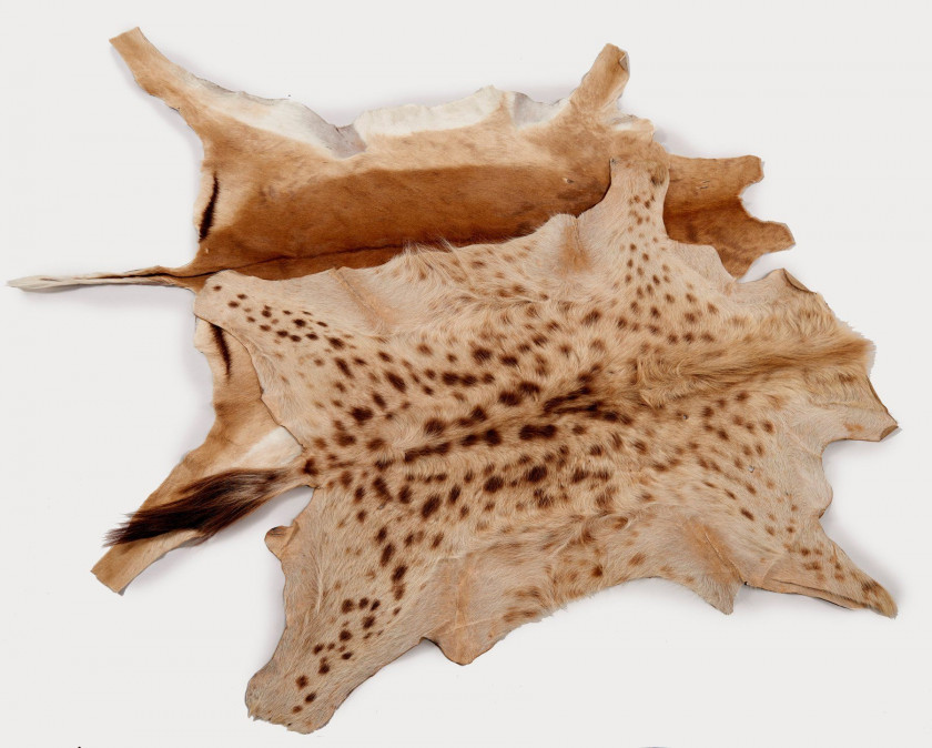 IMPALA, HYENE, deux peaux plates. Petits accidents. Aepyceros melampus, Crocuta crocuta.