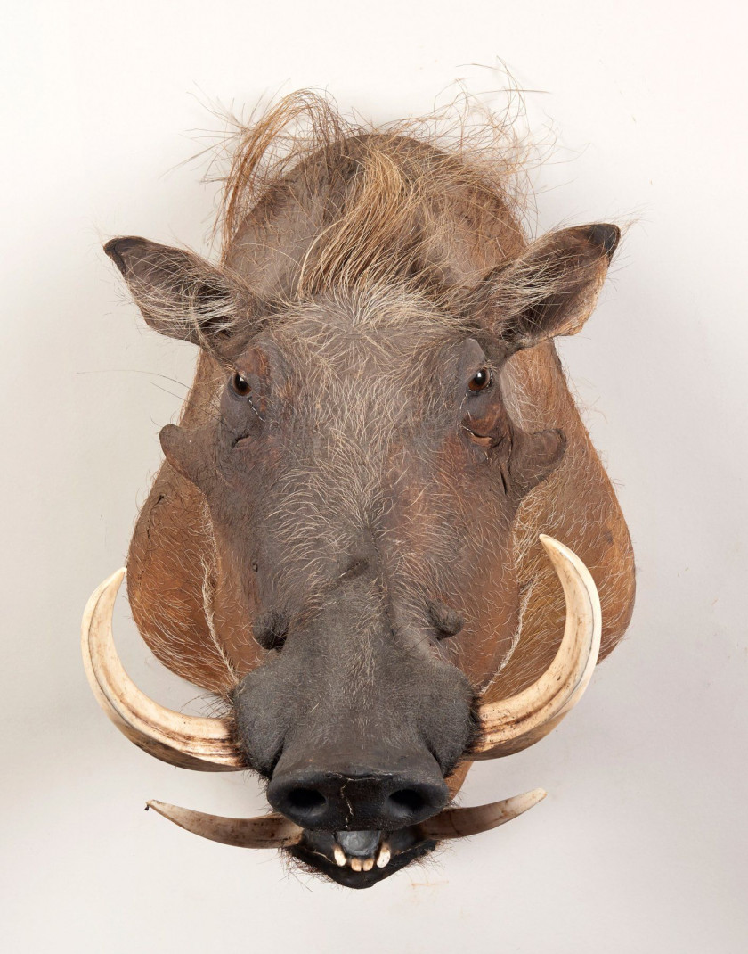 PHACOCHERE, tête en cape. Phacochoerus africanus.