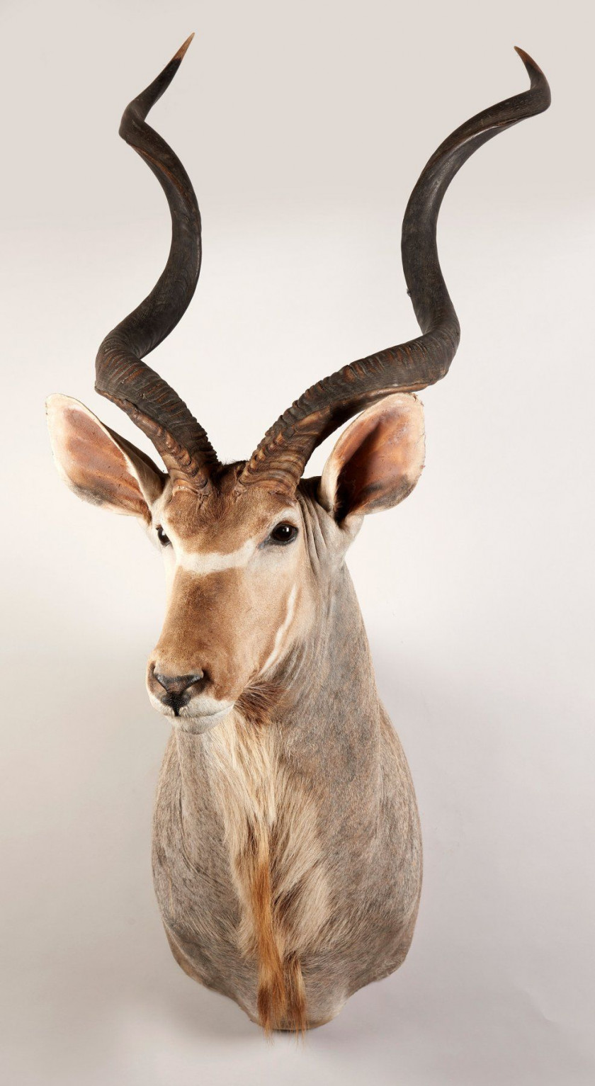 GRAND KOUDOU, tête en cape. Tragelaphus strepsiceros.