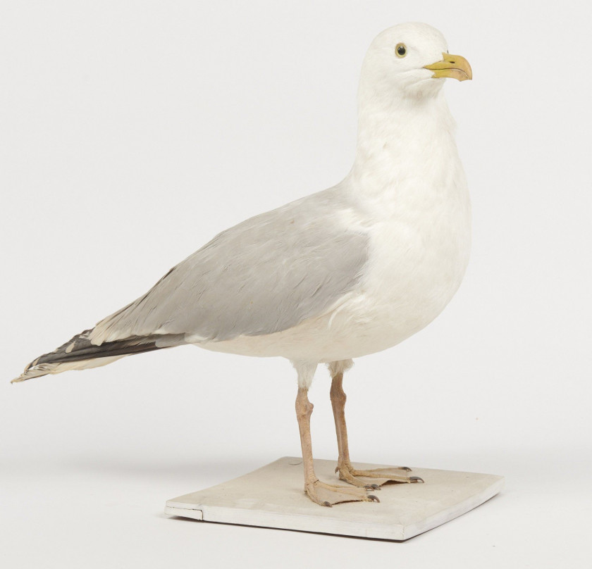 GOELAND ARGENTE. 1905. Larus argentatus. Provenance : Château du Vaugroult, ancienne collection Raoul Le Dart, spécimen antérieur...