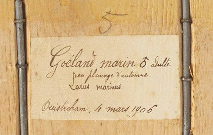 GOELAND MARIN. 1906. Larus marinus. Provenance : Château du Vaugroult, ancienne collection Raoul Le Dart, spécimen antérieur à 1947.