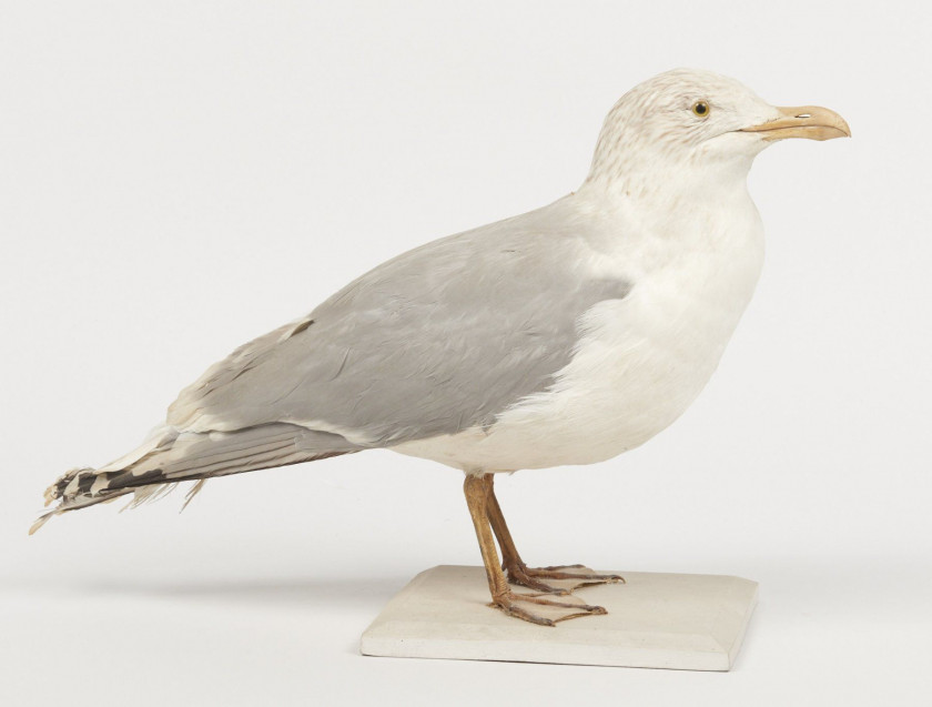 185 + 186 GOELAND ARGENTE. 1905. Larus argentatus. Provenance : Château du Vaugroult, ancienne collection Raoul Le Dart, spécimen antér