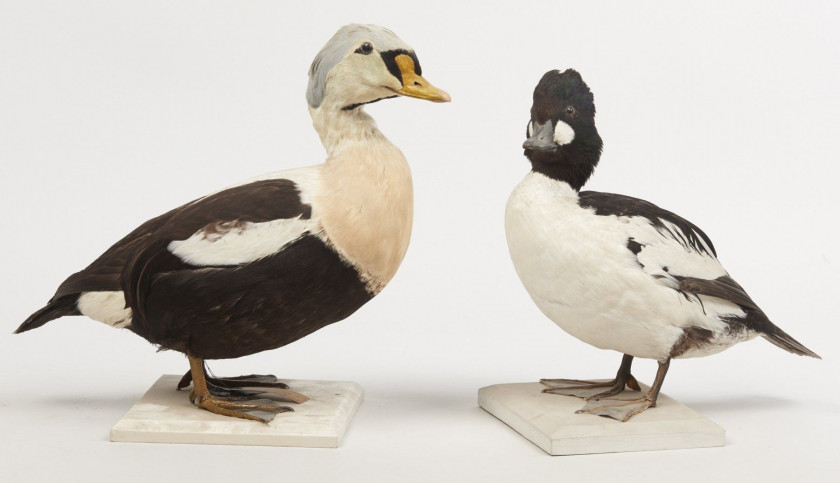 EIDER A TETE GRISE, GARROT A ŒIL D'OR. (CH) 1914, 1898. Somateria spectabilis, Bucephala clangula. Deux spécimens. Provenance : Ch...