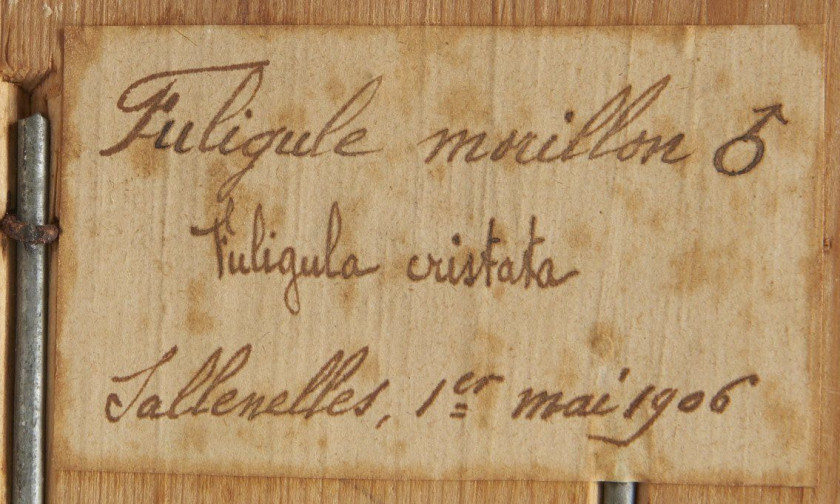 FULIGULE MORILLON, CANARD. 1906, 1908. Aythia fuligula, Anas sp. Deux spécimens. (CH) Château du Vaugroult, ancienne collection Ra...