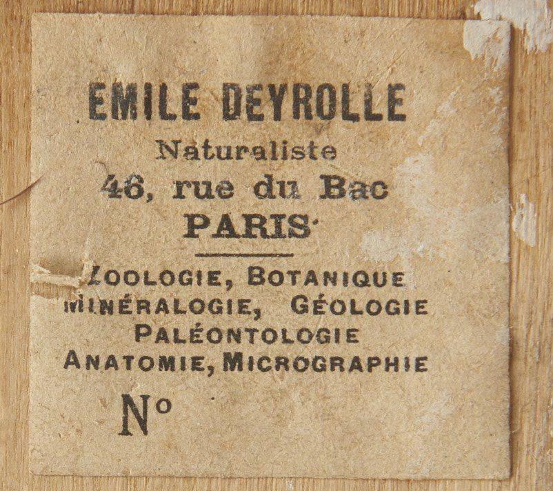 FULIGULE NYROCA, CANARD CHIPEAU (CH). 1896. Aythia nyroca, Anas strepera. Deux spécimens. Provenance du fuligule : Emile Deyrolle.R...