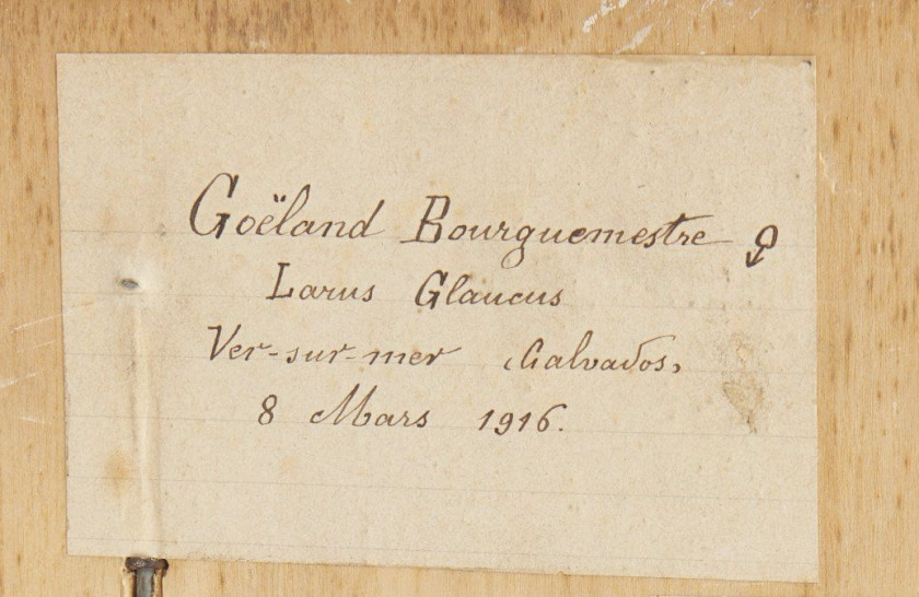 GOELAND BOURGMESTRE. 1916. Larus hyperboreus. Château du Vaugroult, ancienne collection Raoul Le Dart, spécimen antérieur à 1947.