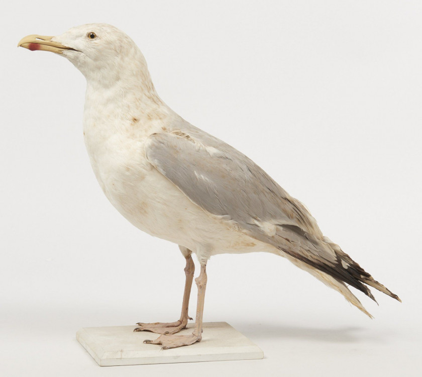 191 + 192 GOELAND ARGENTE Larus argentatus. Château du Vaugroult, ancienne collection Raoul Le Dart, spécimen antérieur à 1947.