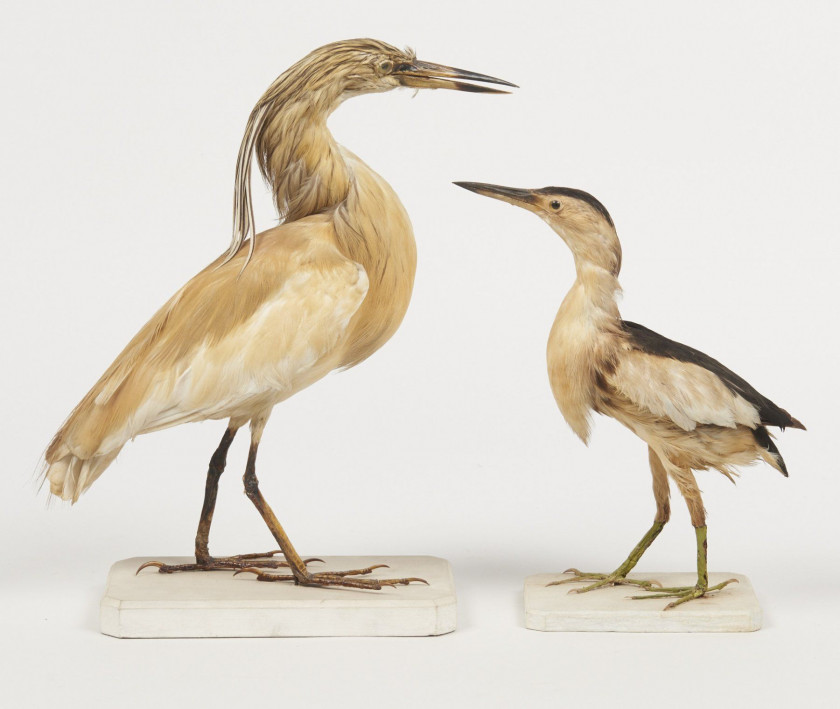 HERON CRABIER, BLONGIOS NAIN. Ardeola ralloides, Ixobrychus minutus. Deux spécimens. Château du Vaugroult, ancienne collection Rao...