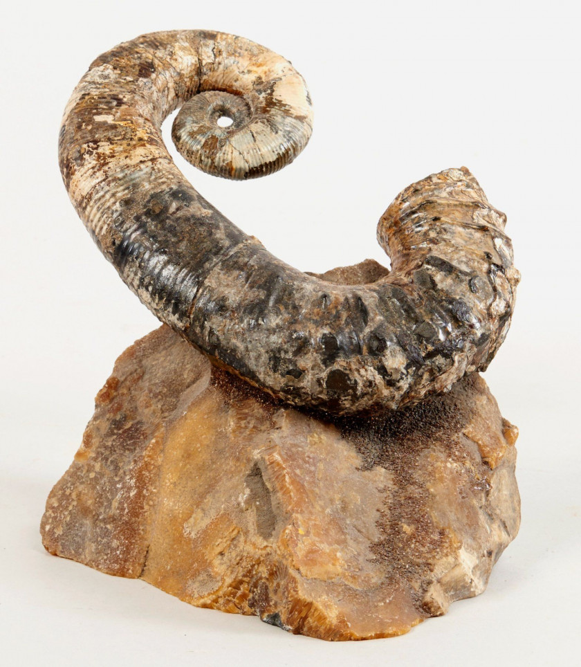 AMMONITE déroulée avec des traces d'irisation. Long.: 20 cm. Provenance : Russie, Bassin de la Volga.