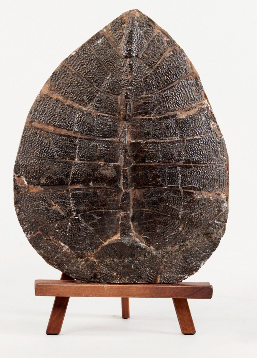 CARAPACE DE TORTUE MARINE fossilisée. 23 x 19 cm