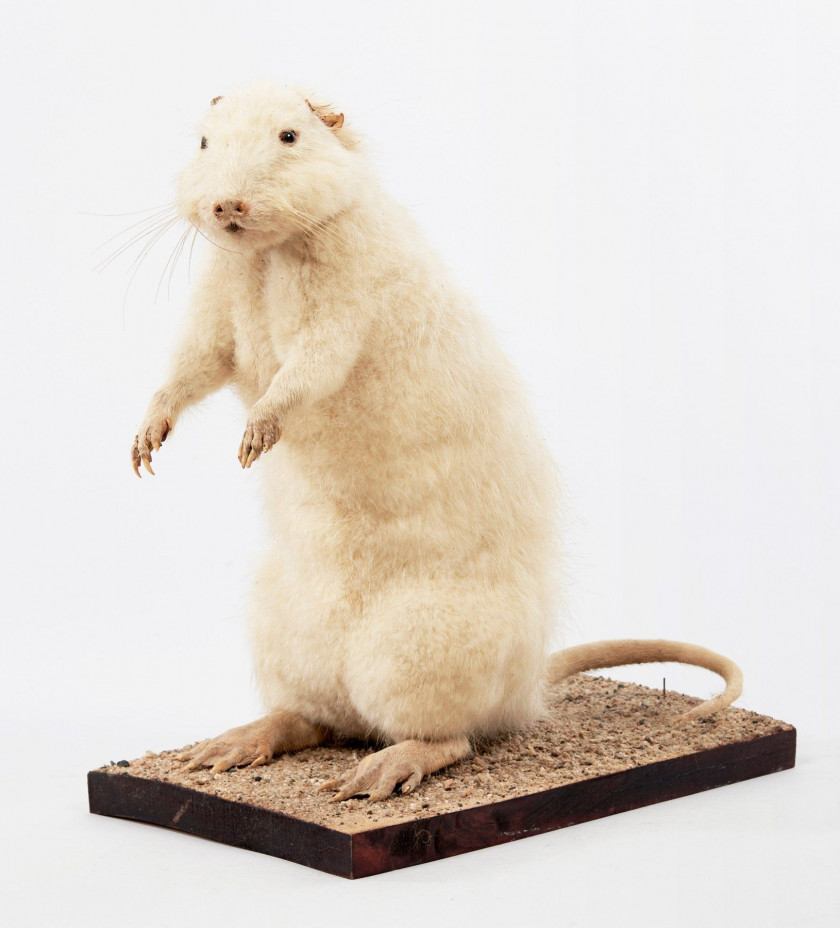 RAT MUSQUE taxidermisé en entier en position dressée. Sur un socle rectangulaire. Ondatra zibethicus. Manque une oreille.