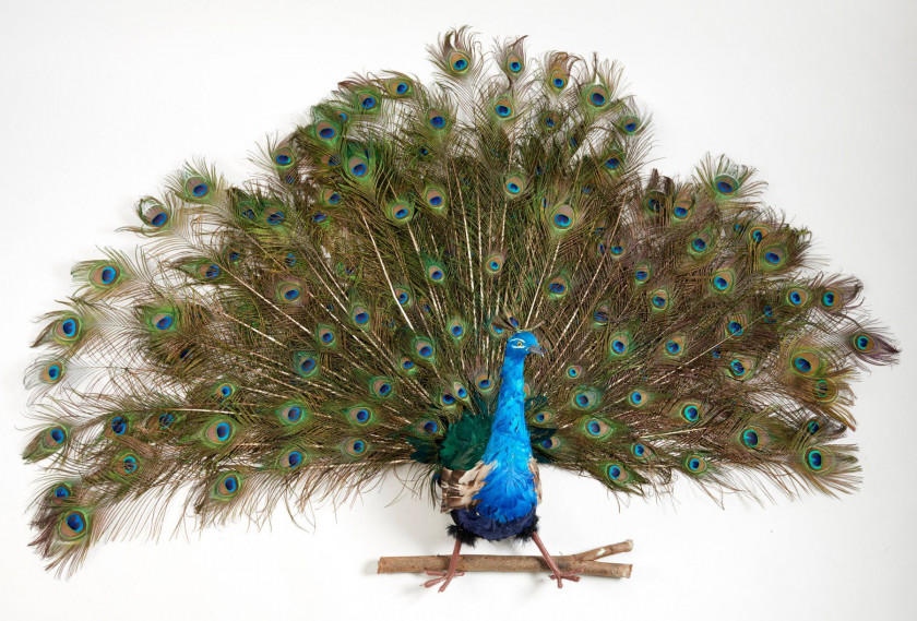 PAON BLEU faisant la roue. Taxidermisé à mi-corps pour être présenté au mur. Pavo cristatus.